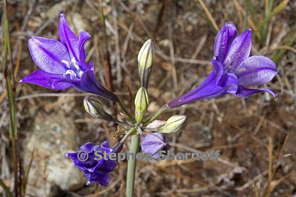 brodiaea elegans ssp elegans 6 graphic